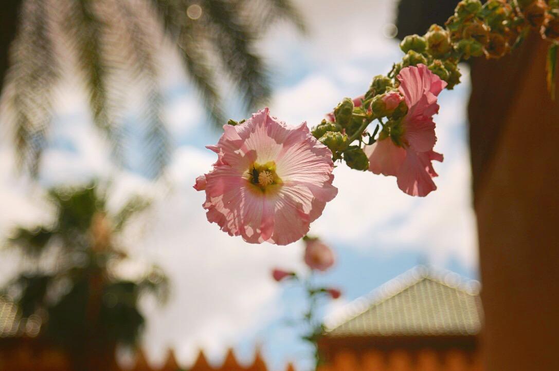 flowers morocco Marrakesh wandering