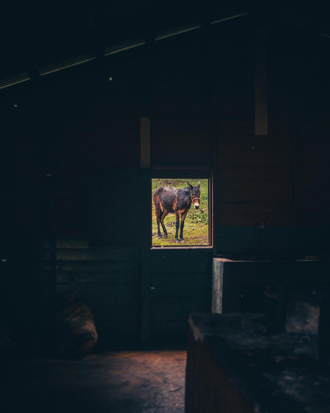 Horse seen from the window of a house on Pico Duarte.