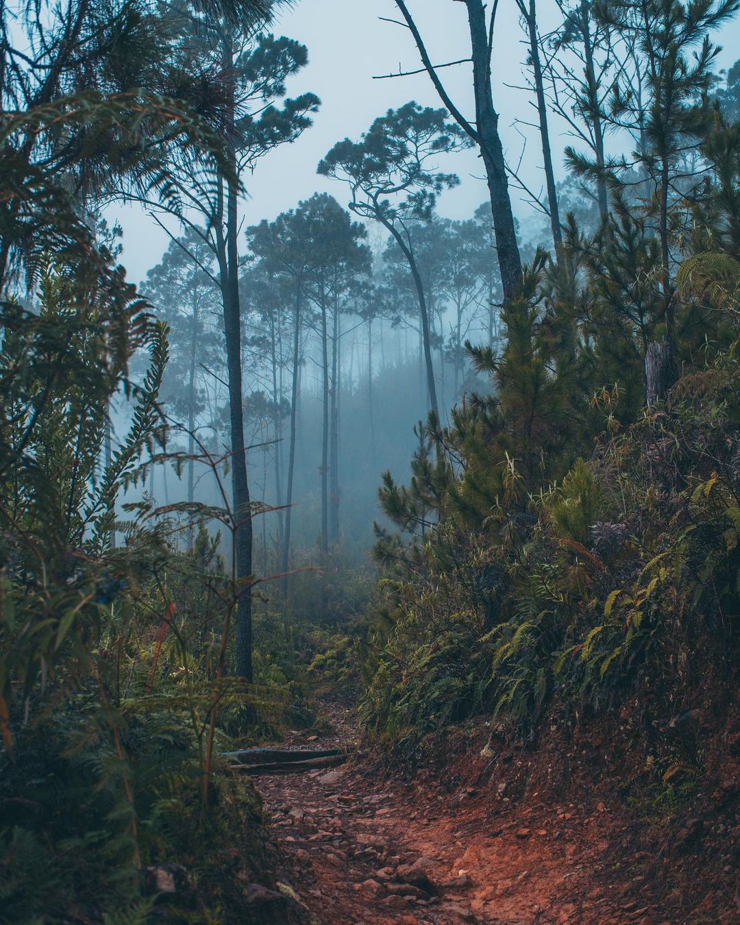 Misty forest to Pico Duarte.