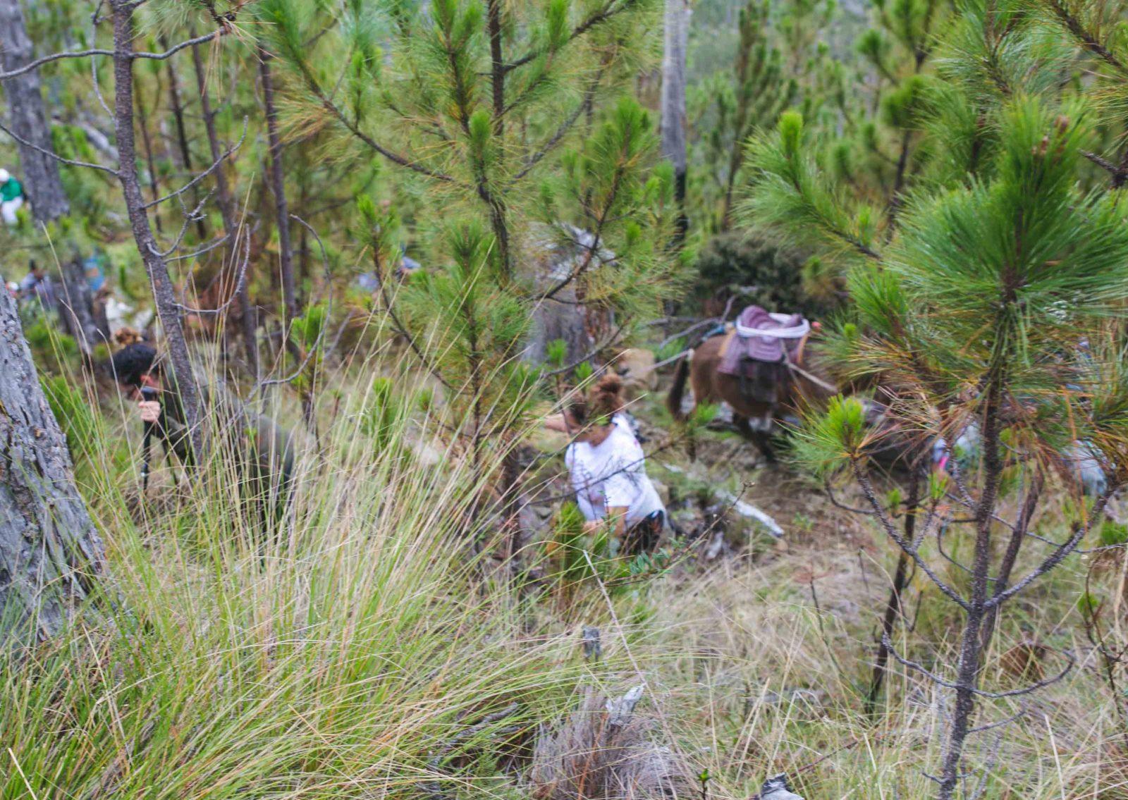 People hiking Pico Duarte.