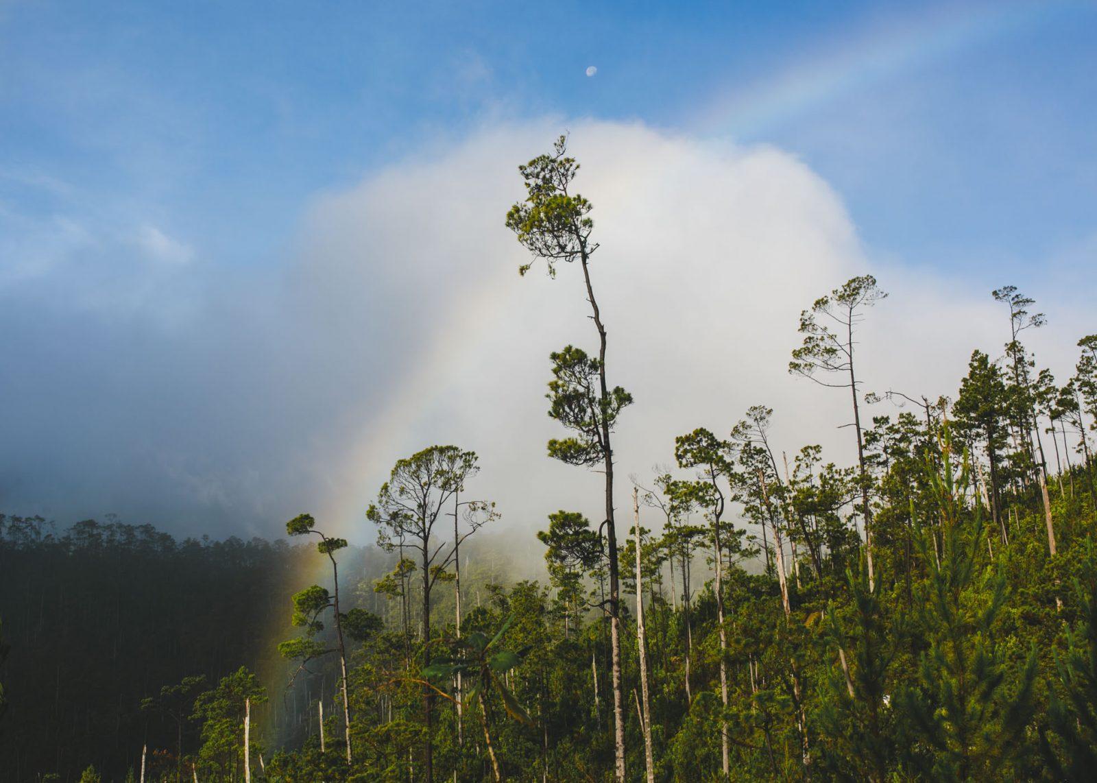 Rainbow and trees seen from Pico Duarte.