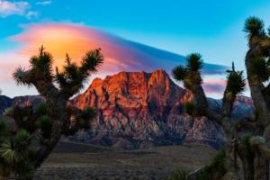Plants at sunset with rocky mountains in the background in Red Rock Canyon, Nevada.