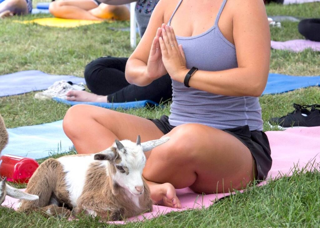 girl doing yoga with a goat in niagara falls ontario