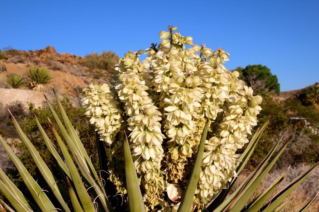 joshua tree fruit flower of the plant