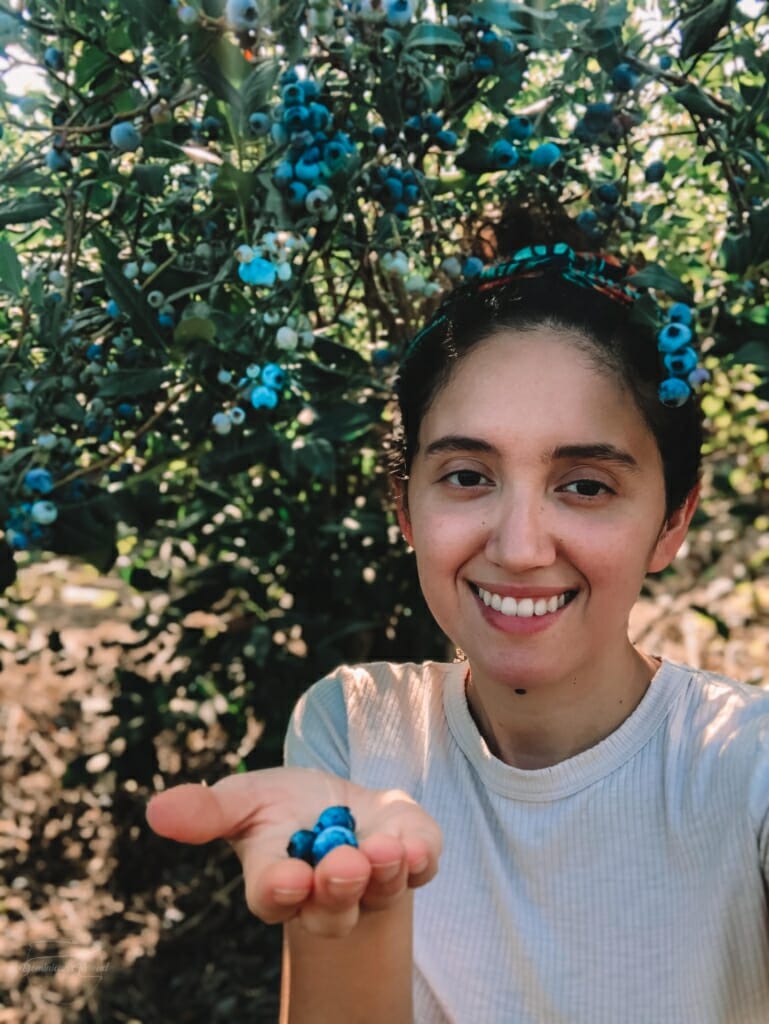 blueberry-picking-nyc-8-769x1024