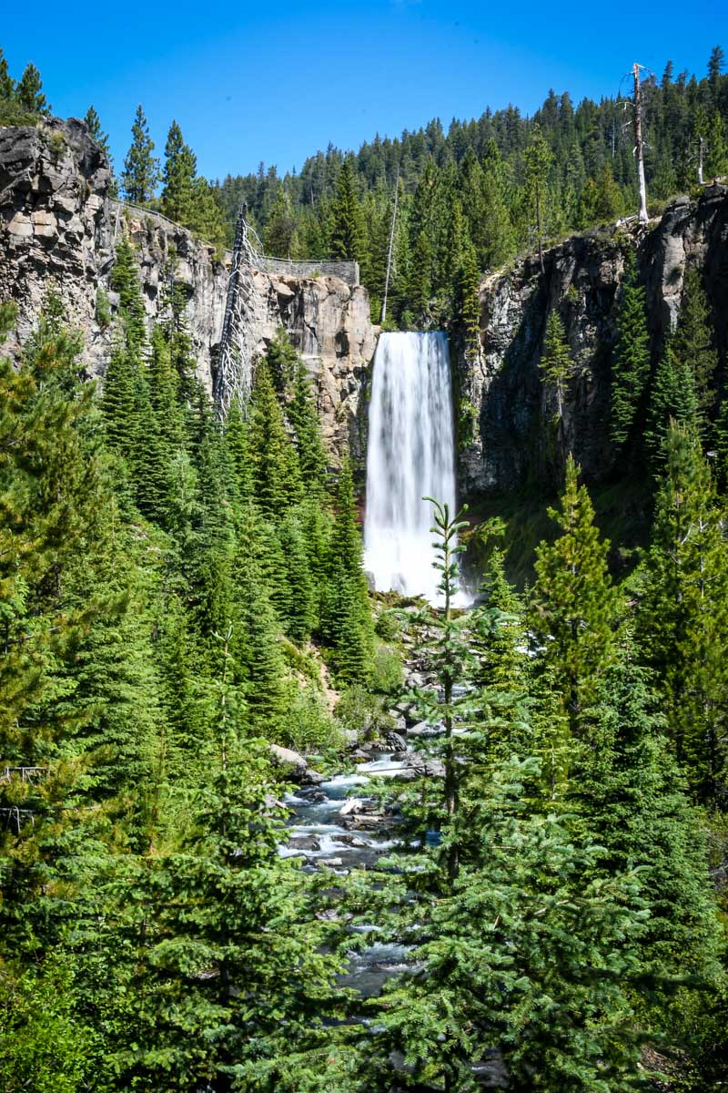 A waterfall surrounded by pine trees.