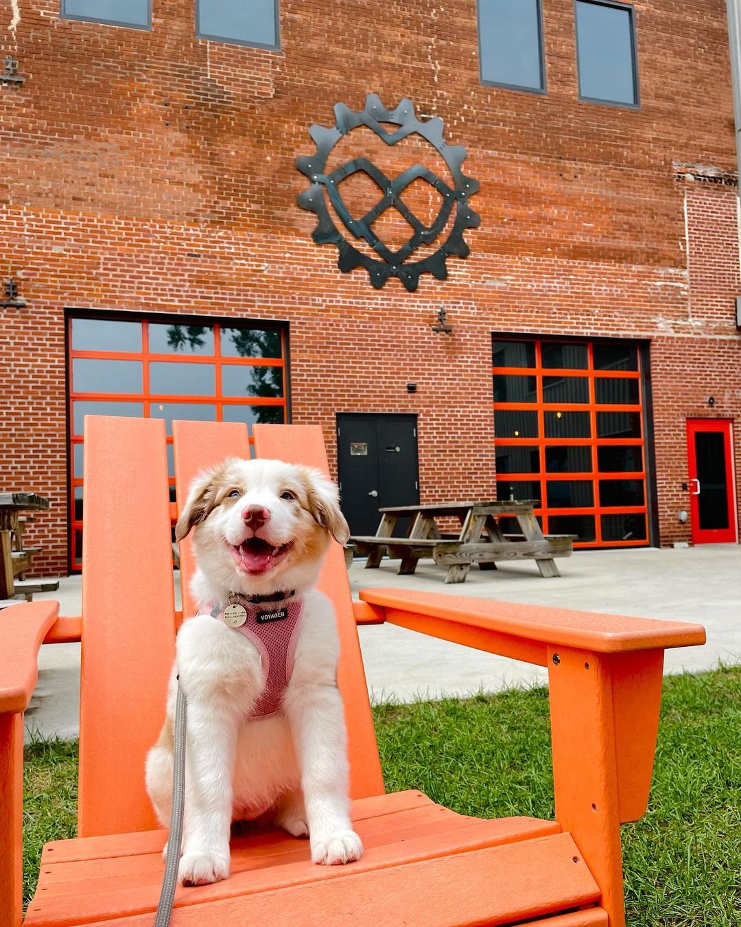 Little cute dog sitting in one of the wooden chairs infant of the brewery,