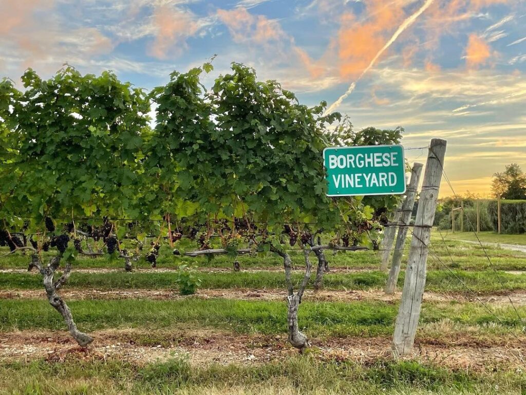 The tick grapevines with metal label hanging on the fence with the name of the Vineyard.