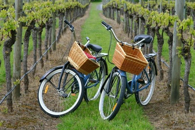 Two old school bycicles in the middle of the vineyard with cute baskets.