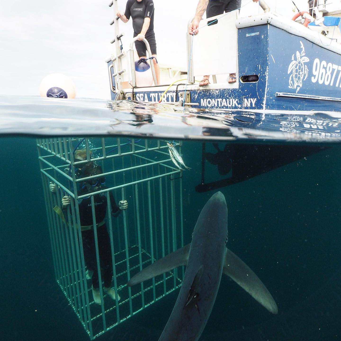 Person under water watching shark from the cage. Boat at the water and people controlling the cage. 