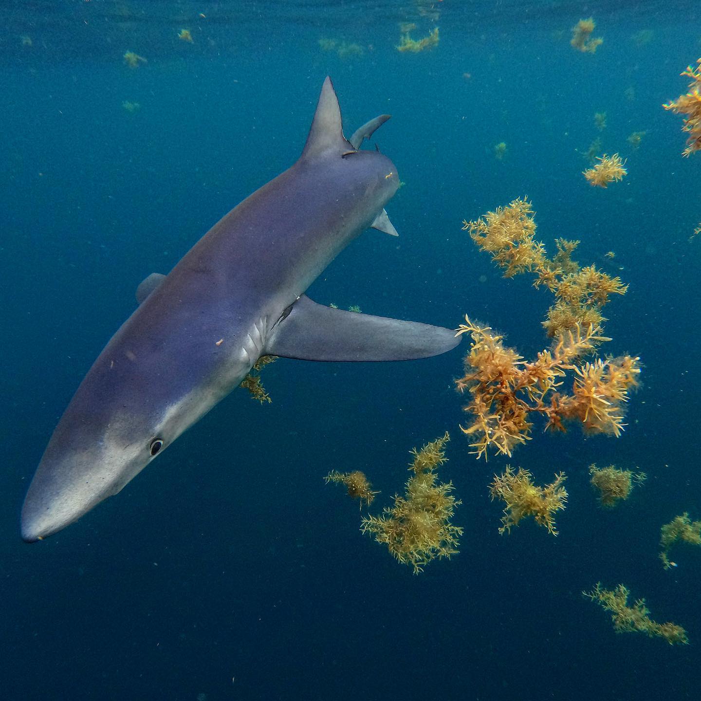 Sharks swimming in the deep sea and sea grass around. 
