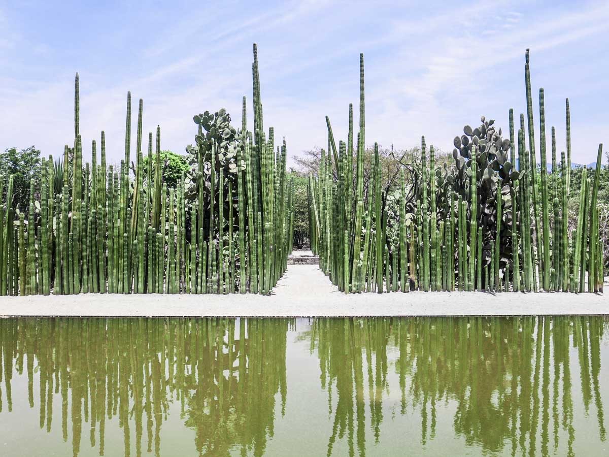 Different cacti and a body of still water at Ethnobotanical Garden.