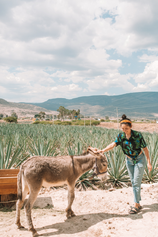 A woman petting a donkey at Palenque.