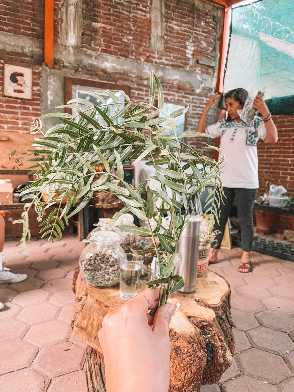 Medicinal leaves in Oaxaca, Mexico.