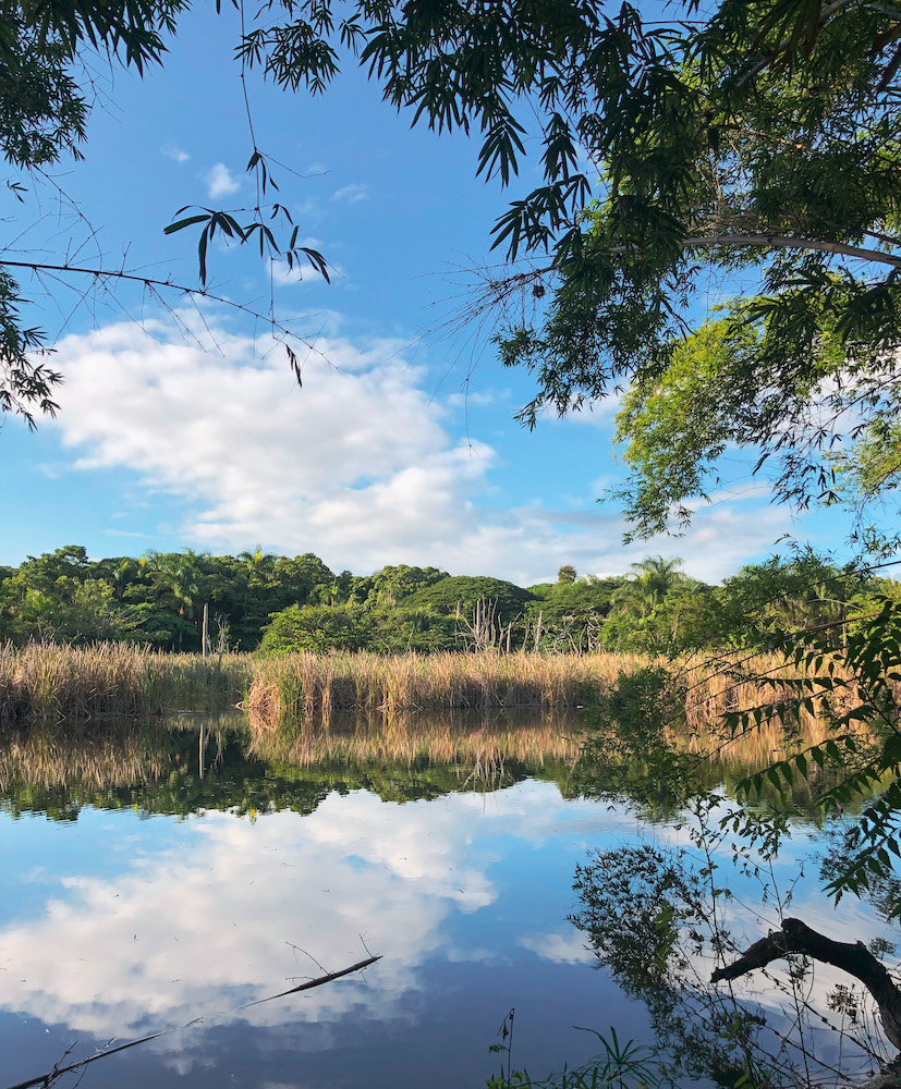 Humedal Laguna Prieta wetlands.