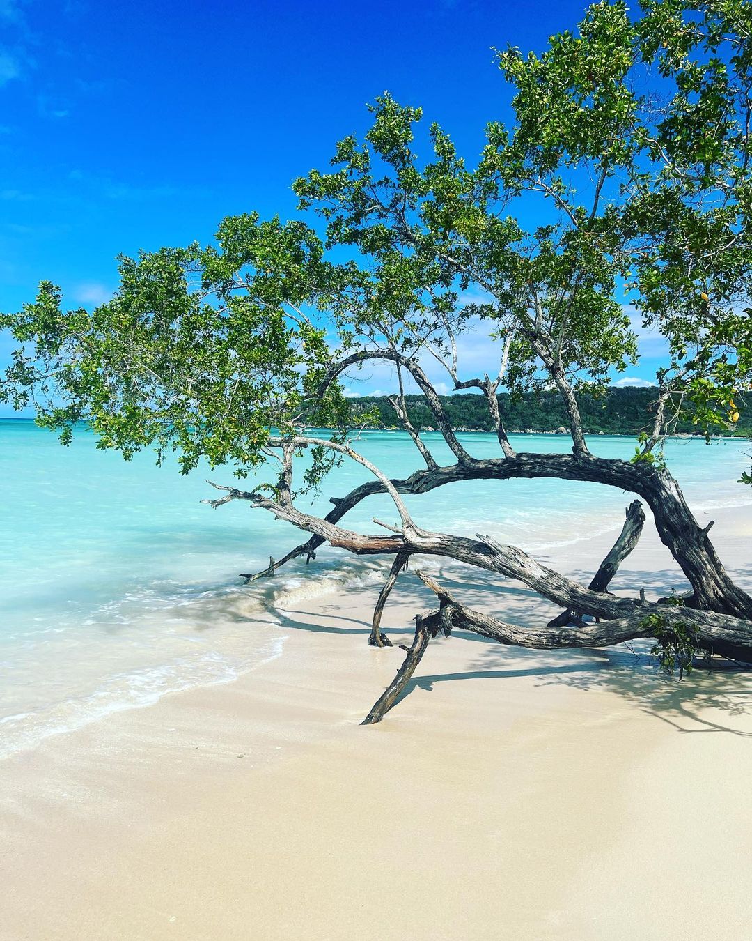 A tree on the white sand shore of Playa Ensenada.