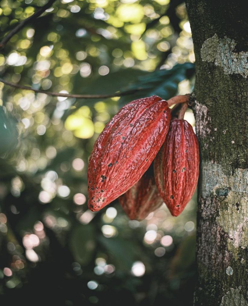 Cacao fruits on tree.
