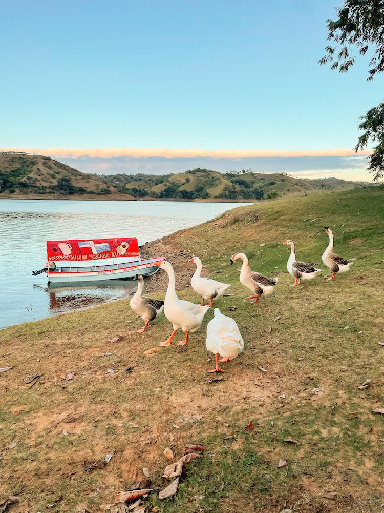 Ducks at Presa de Tavera dam.