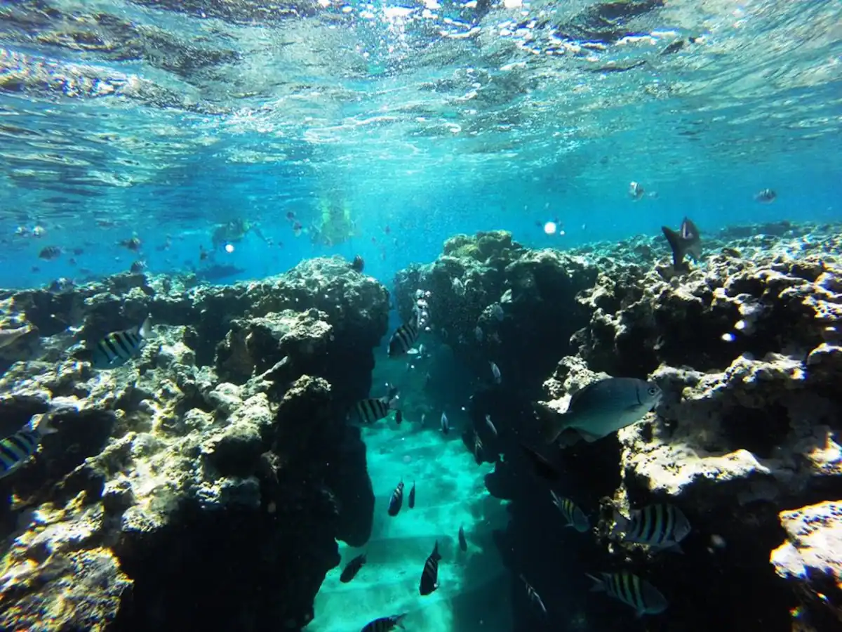Fishes underwater in Sosua.
