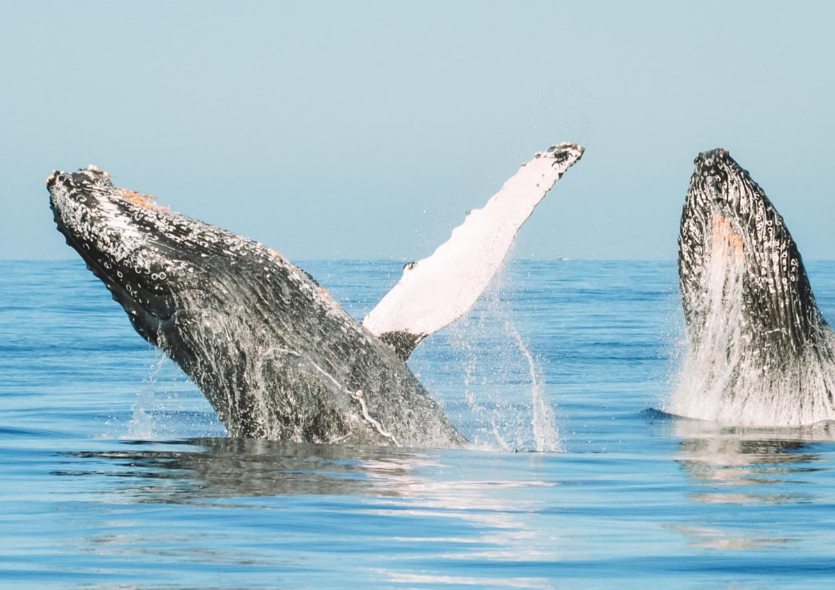 Two whales at Samana, Punta Cana.