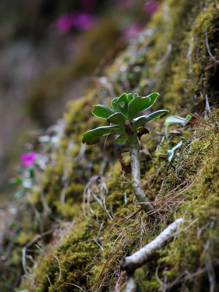 Flowers on a mountain.