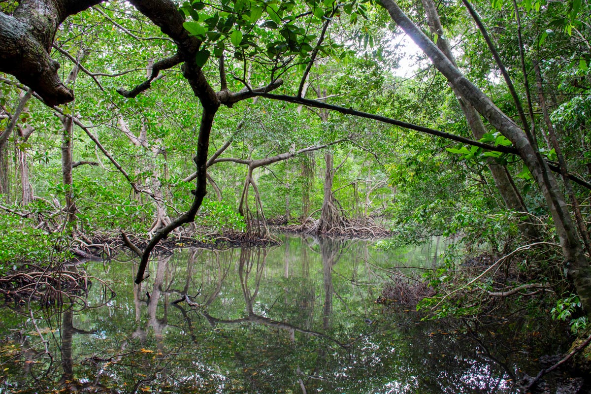 Los Haitises National Park mangroves.