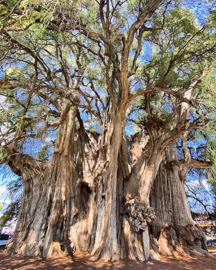 El Tule tree.