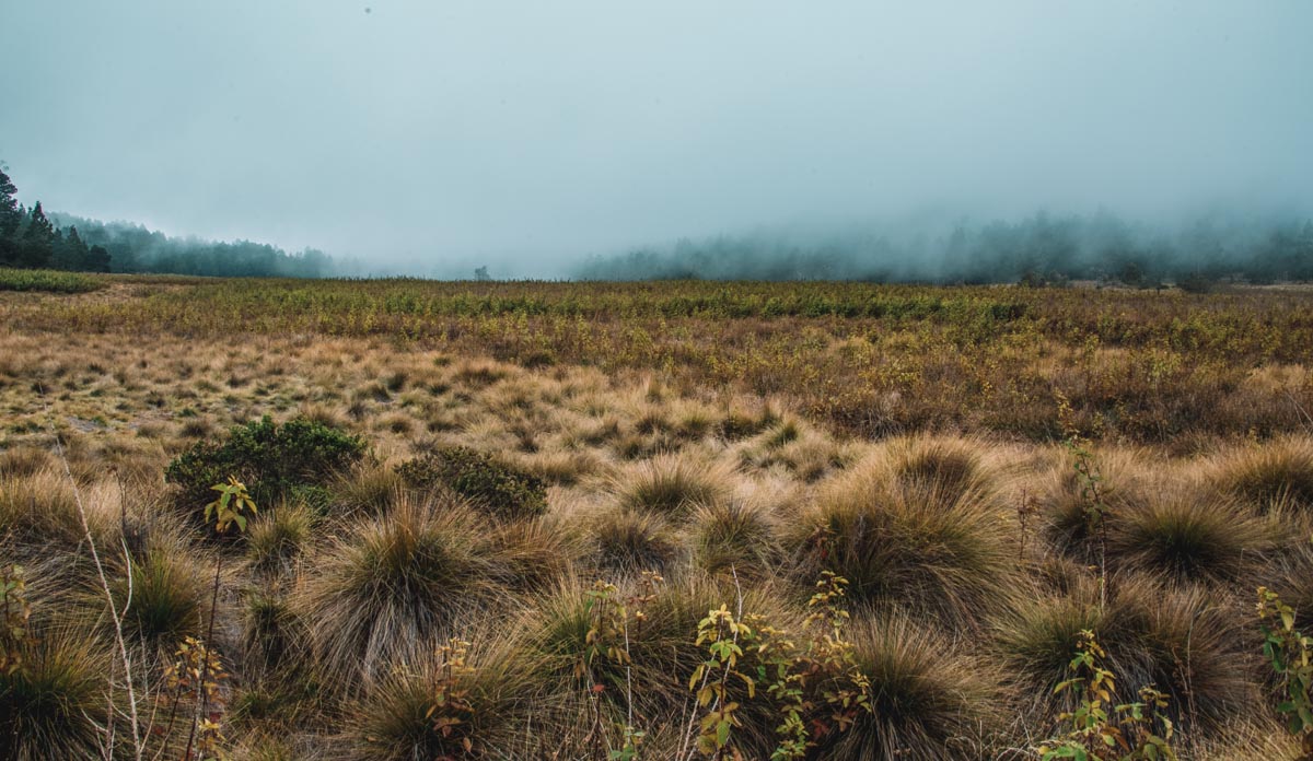 Grass with misty air in the background at Parque Nacional Valle Neuvo.