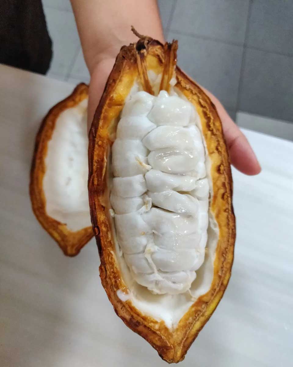 Opened cacao fruit