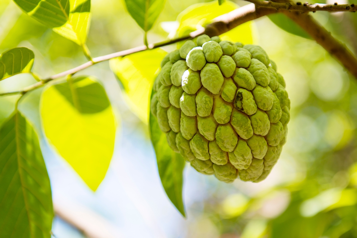 Anon fruit hanging on a tree