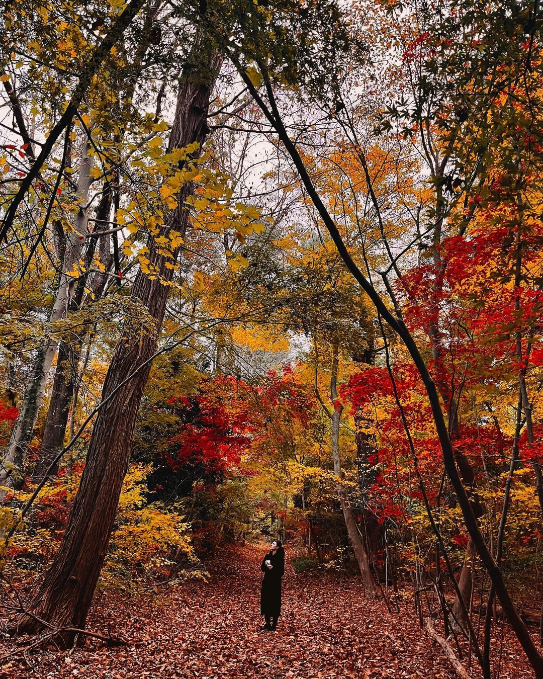 A woman in the middle of the woods at Bailey Arboretum, Oyster Bay in fall