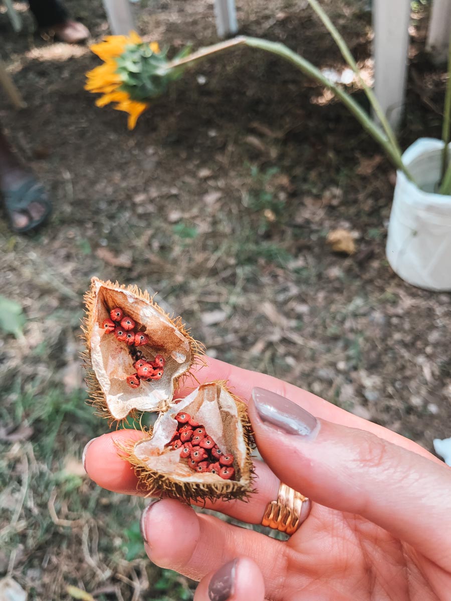 An opened vija fruit