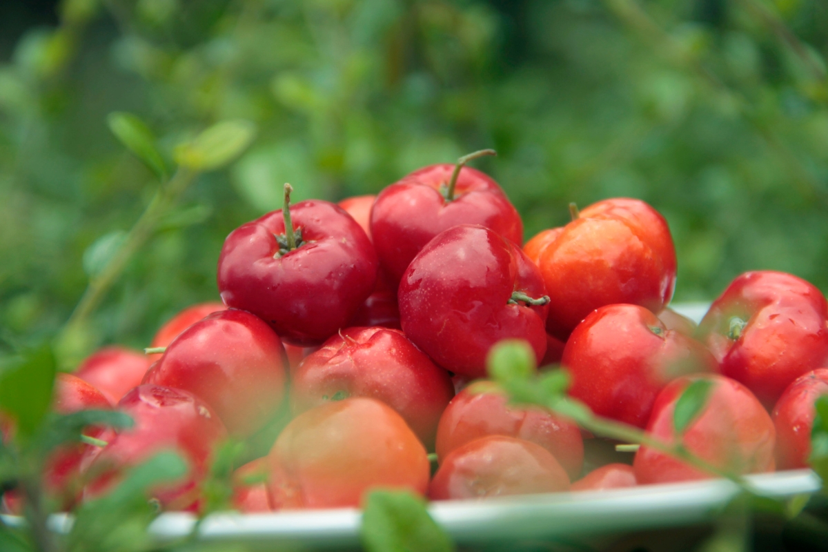 Cereza or acerola cherry on a container with leaves as background
