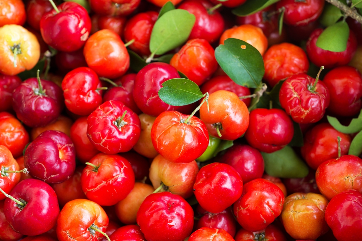 A close-up image of cereza or acerola cherries