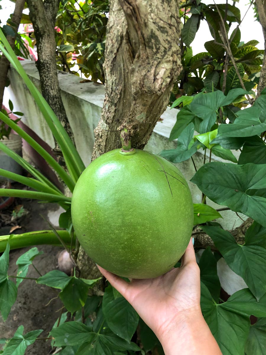 A higuero on a tree