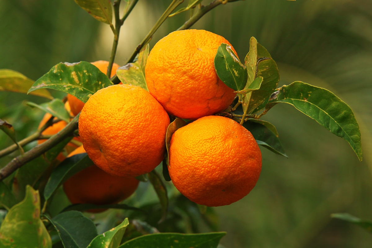 Naranja agria or bitter oranges hanging on a tree