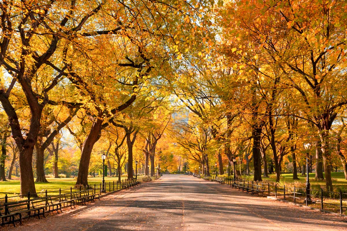 Yellow trees in Fall in New York City