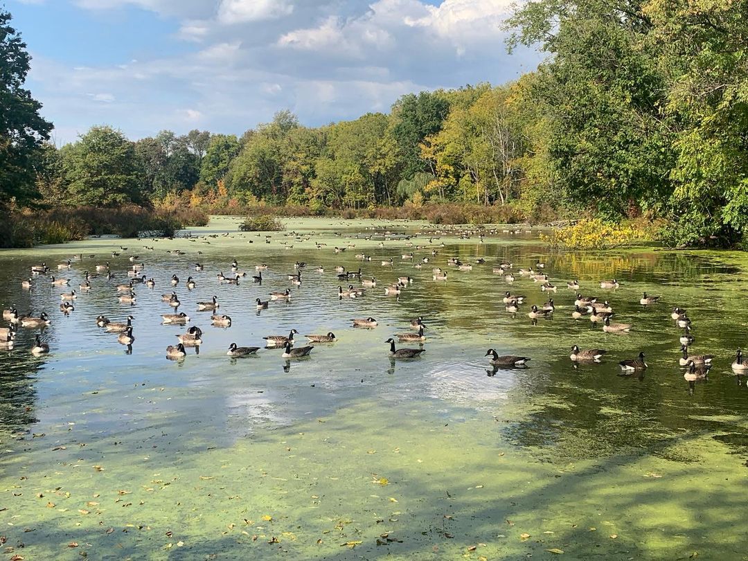 Ducks floating on a lake at Nyquist-Harcourt Wildlife Sanctuary, New Paltz, NY