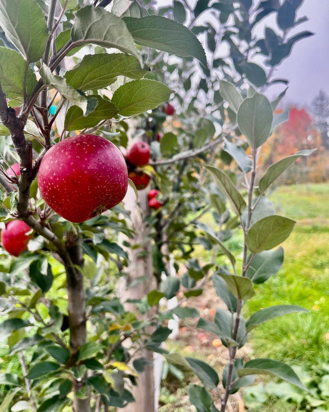 Apples hanging on its plant in an apple orchard in New York