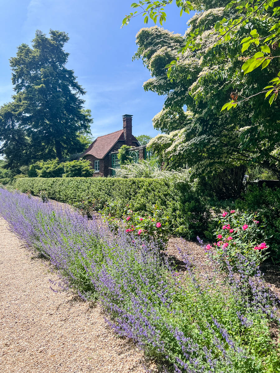 Lavenders at Planting Fields Arboretum and State Park