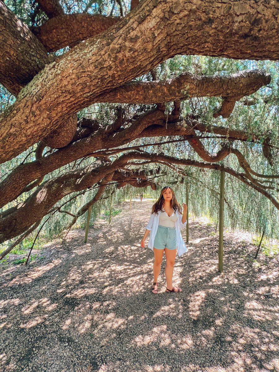 A woman under a tree at Planting Fields Arboretum and State Park
