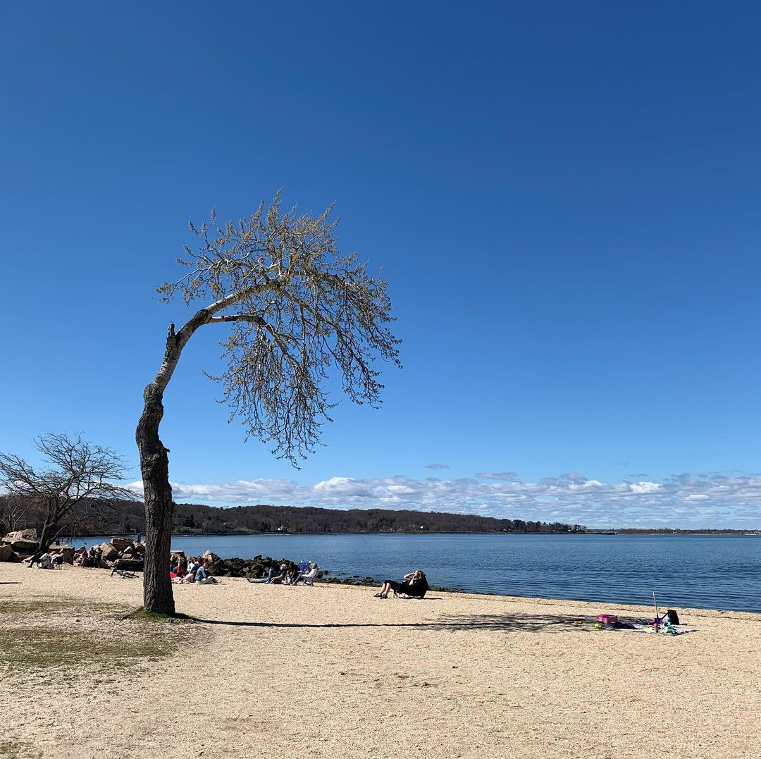 A tree and people at Roosevelt Beach in Oyster Bay