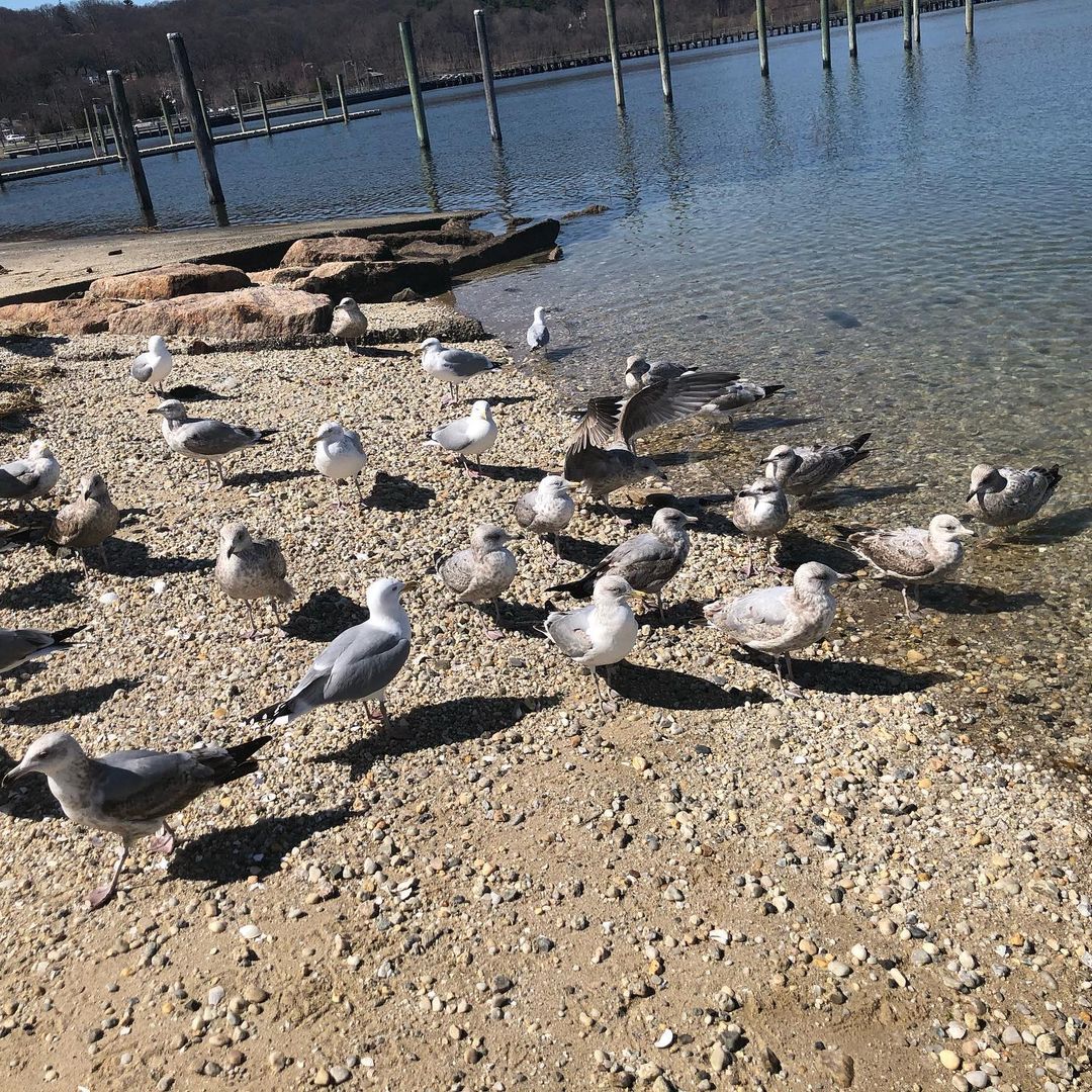 A flock of birds at Roosevelt Beach in Oyster Bay