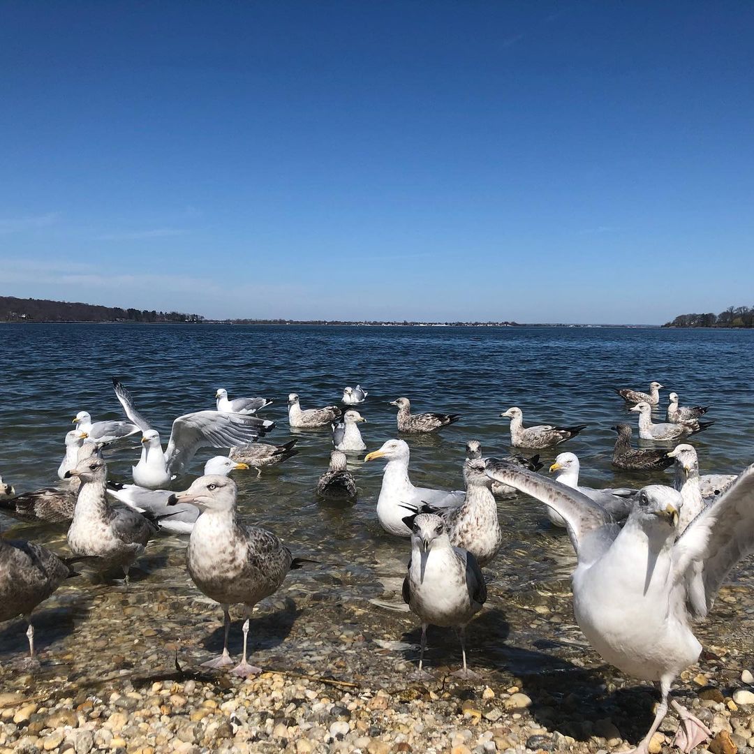 A flock of birds in the water's edge at Roosevelt Beach