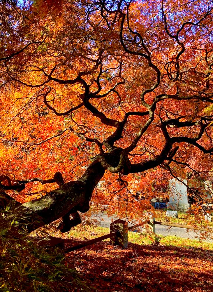 Sleepy Hollow Cemetery in fall with trees with orange leaves and gravestones