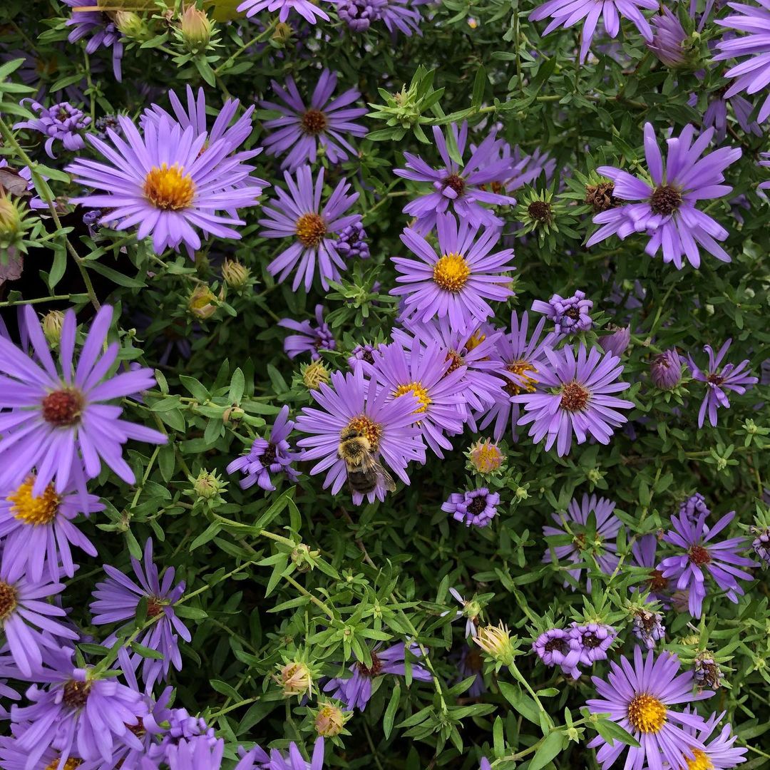 Purple flowers at Theodore Roosevelt Sanctuary and Audubon Center