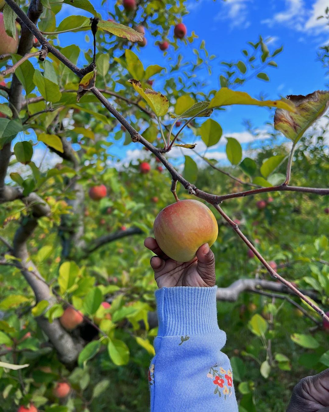 A hand picking up an apple from a tree