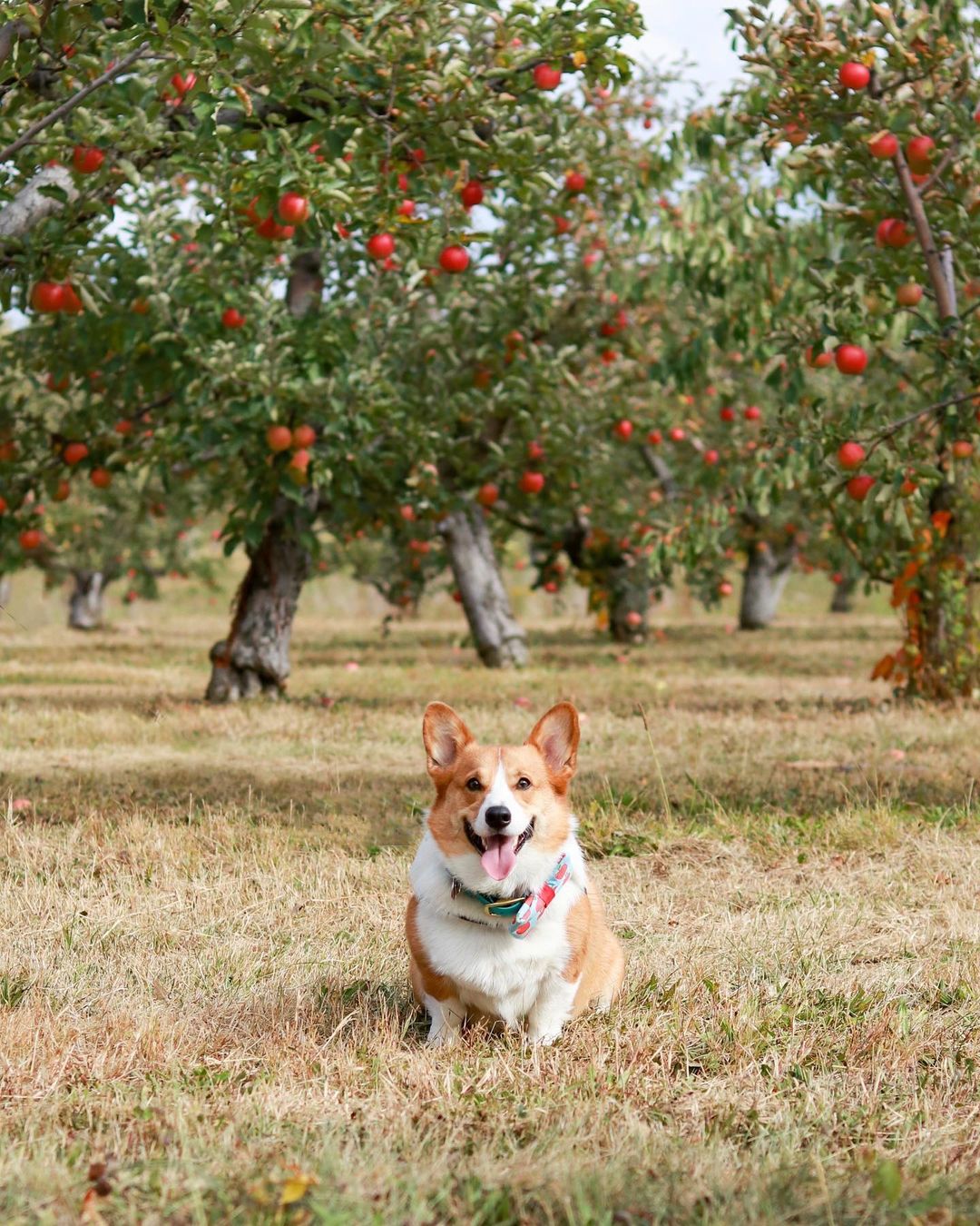 A corgi at an apple orchard in New Paltz, New York
