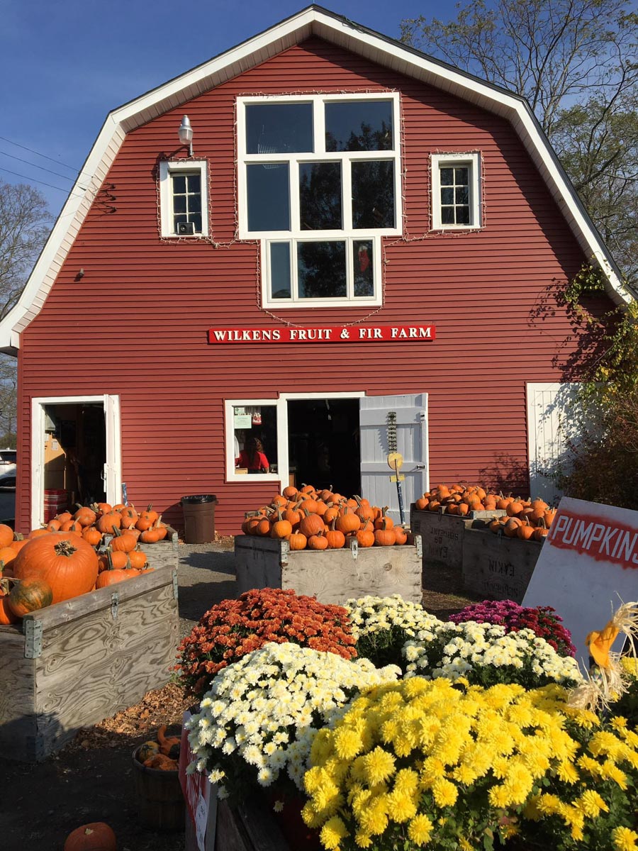 The front of a red barn in fall with pumpkins and flowers outside