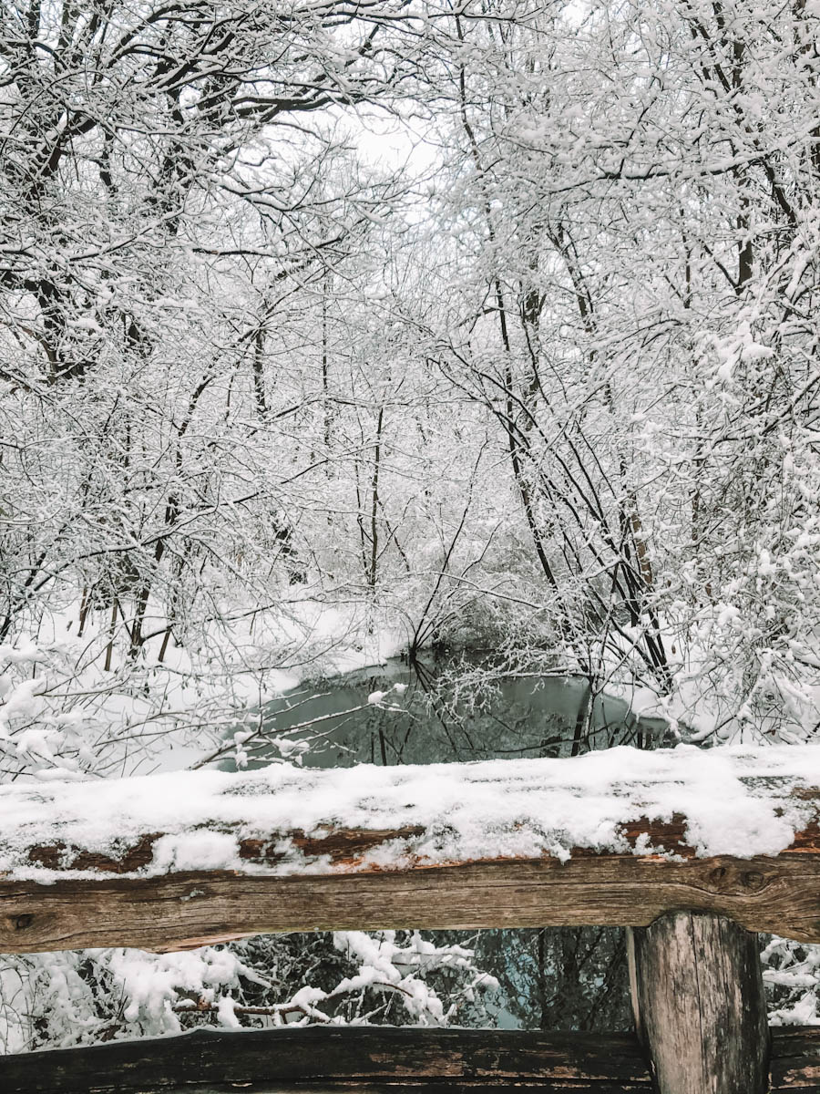 Trees covered with snow at Prospect Park